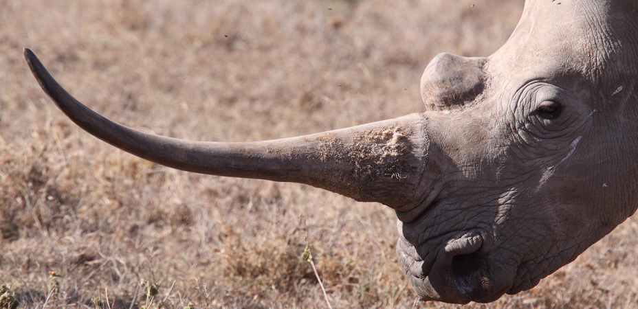सुनसरीमा गैँडाको खागसहित ४ जना पक्राउ, सञ्जालमाथि अनुसन्धान जारी
