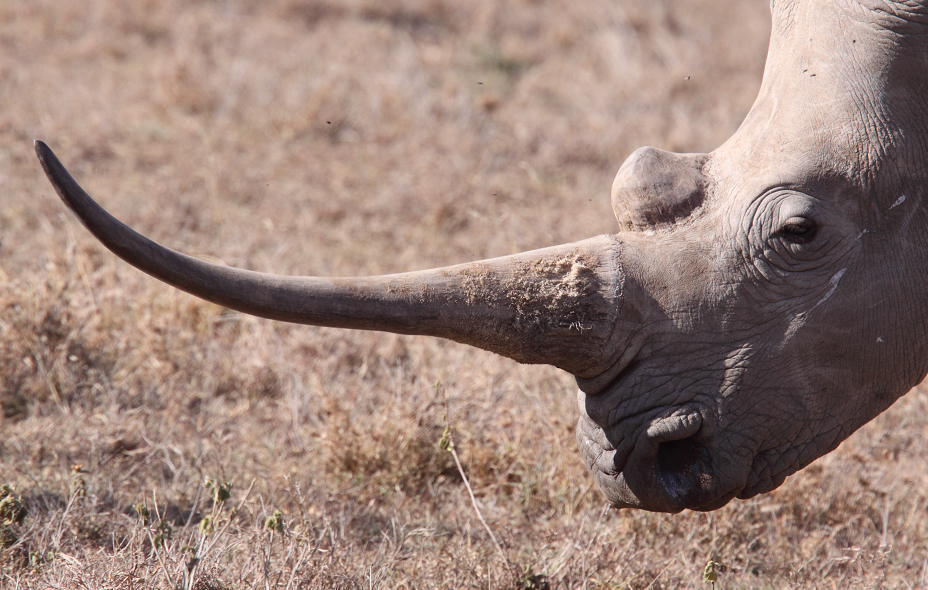 गैँडाको खाग